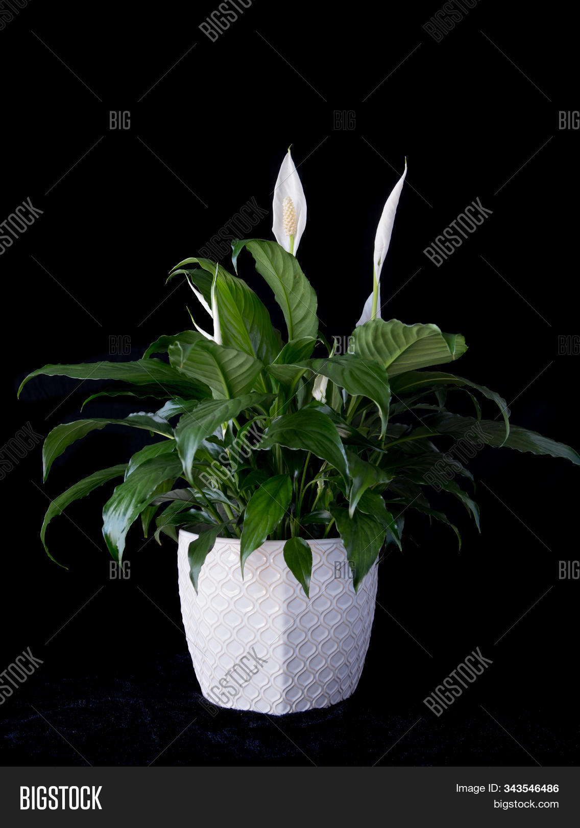 Peace Lily White Image Photo Free Trial Bigstock