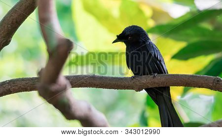 Tristram's Starling / Grackle (onychognathus Tristramii). A Species Of Starling Native To The Middle