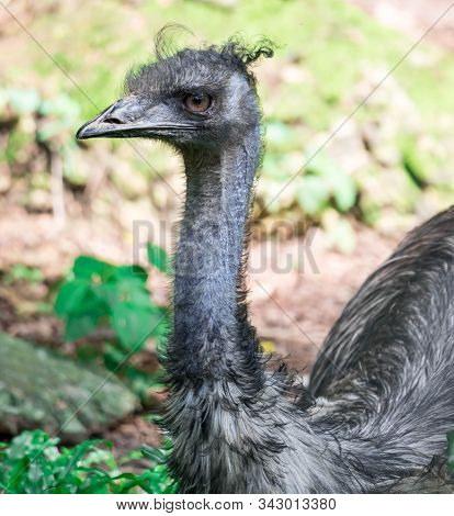 An Emu Bird Dromaius Novaehollandiae. Close Up Shot Of Emu Bird. Emu Is The Second-largest Living Bi