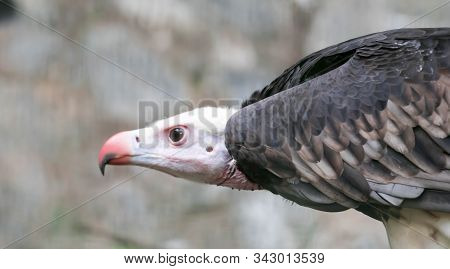 A Close Up Of A White-headed Vulture (trigonoceps Occipitalis)