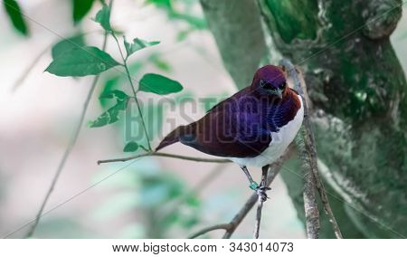 A Violet-backed Starling Cinnyricinclus Leucogaster, Also Known As Amethyst Or Plum-coloured Starlin