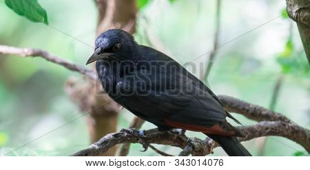 Tristram's Starling / Grackle (onychognathus Tristramii). A Species Of Starling Native To The Middle