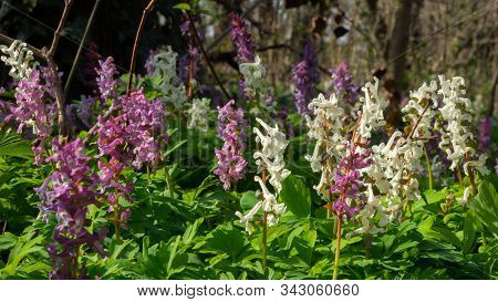 Fumewort In White And Purple