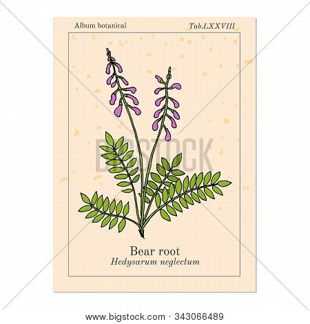 Bear Root Hedysarum Neglectum , Medicinal Plant. Hand Drawn Botanical Vector Illustration