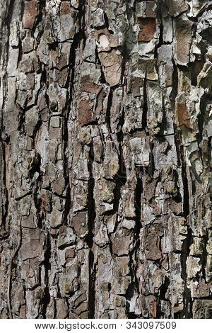 Common Elm Bark Detail - Latin Name - Ulmus Minor (ulmus Campestris)