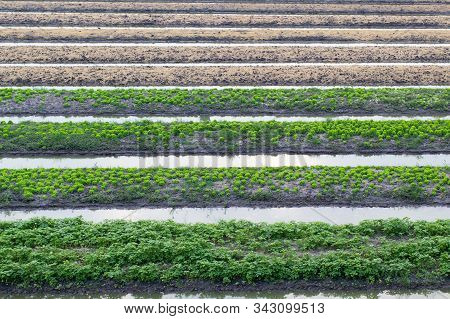 Growing Vegetable Plots And Those Waiting To Be Sown