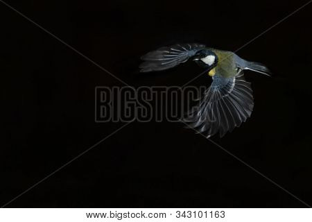 Beautiful Great Tit (parus Major) Flies Low Above A Pool Of Water  In The Forest Of Drunen, Noord Br