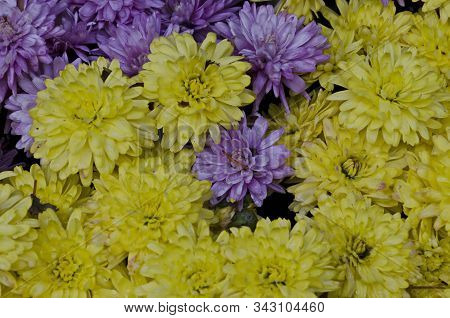 Abstract Background Of Chrysanthemum Flowers With Yellow And Purple Petals, Troyan Monastery, Villag