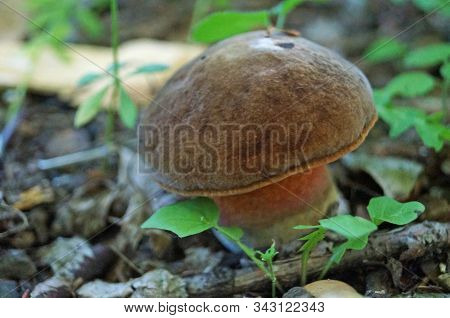 Mushroom Bolétus Erýthropus With A Brown Hat And A Yellow-red Leg In The Forest In Yellow Leaves And