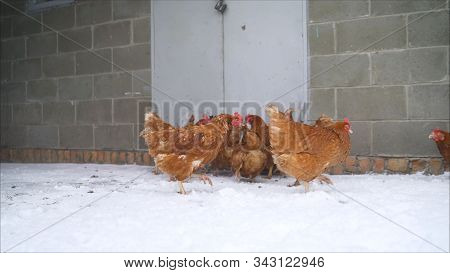 Live Winter Life In The Yard. Chickens In The Yard. Chickens In The Winter On The Farm. Chickens And