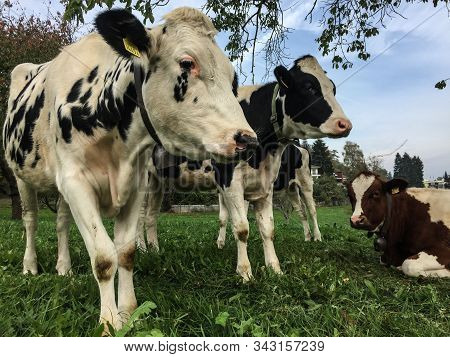 Cows Relax On The Grass