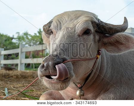 Albino Buffalo Or Pink Buffalo Or White Buffalo In Farm. Close Up Head, Face, Horn And Tongue Buffal