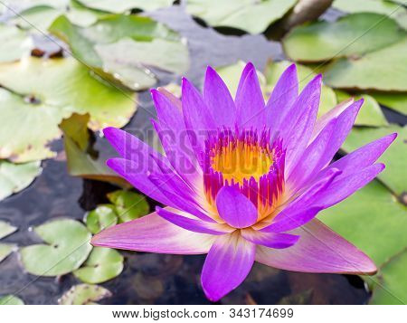 Close Up Purple Violet Color Lotus Flower Or Water Lily With Leaves In Pond.