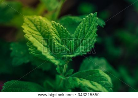 Closeup Of A Delicious Herbal Mint Plant With Green Leaves And Fresh Taste, Perfect For Cocktails An