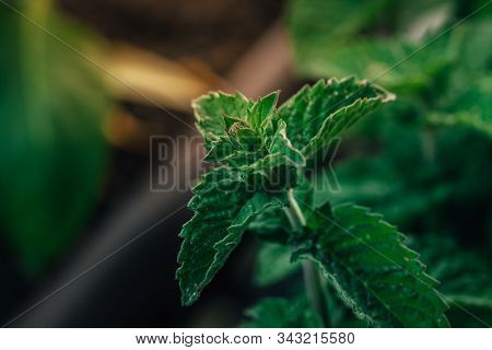 Closeup Of A Delicious Herbal Mint Plant With Green Leaves And Fresh Taste, Perfect For Cocktails An