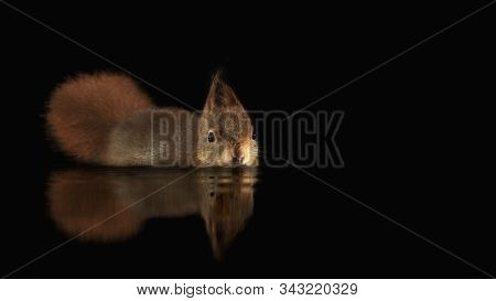 Beautiful Eurasian Red Squirrel (sciurus Vulgaris) Swims In A Pool Of Water  In The Forest Of Drunen