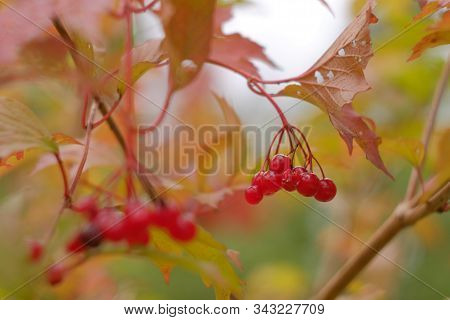 Red Berries Of Viburnum Guelder Rose Or Kalina In Autumn. Berries On A Branch With Leaves Photo