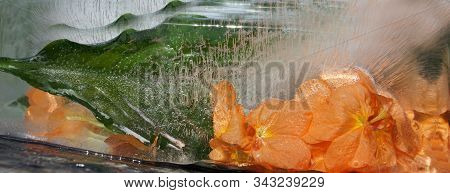 Background Of Orange   Crossandra   Flower   Frozen In Ice