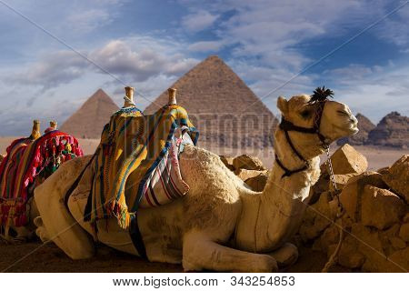 Foreground Of A Camel Dromedar Against The Backdrop Of The Great Pyramids, View Of The Sunset Sky In