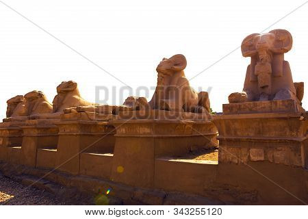 Foreground Of A Camel Dromedar Against The Backdrop Of The Great Pyramids, View Of The Sunset Sky In
