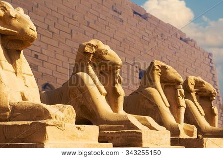 Foreground Of A Camel Dromedar Against The Backdrop Of The Great Pyramids, View Of The Sunset Sky In