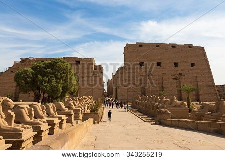 Foreground Of A Camel Dromedar Against The Backdrop Of The Great Pyramids, View Of The Sunset Sky In