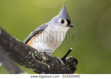 Tufted Titmouse Perched On A Slender Tree Branch