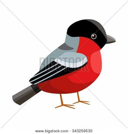 Isolated Object Of Bullfinch And Bird Logo. Set Of Bullfinch And Robin Vector Icon For Stock.