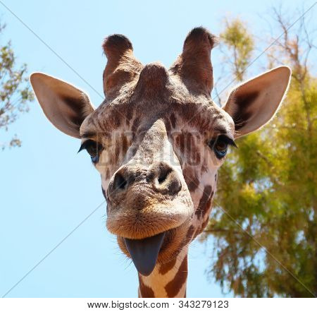 Funny Giraffe Sticking Black Tongue, Looking At The Camera - Picture From Fasano Zoo Safari In Italy