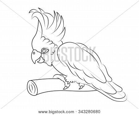 Empty Outline Of A Parrot Bird On A Branch. Isolated On A White Background. Flat Design For Postcard