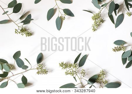 Frame, Border Made Of Green Berry Eucalyptus Populus Leaves. Tree Branches Isolated On White Table B