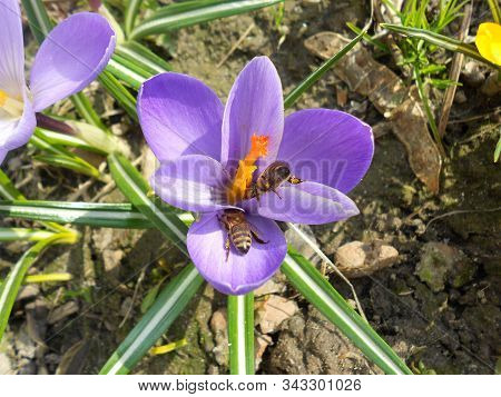 Honeybees Collect Nectar From The Crocus In The Spring On Garden In Ukraine