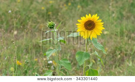 Photos Of Spectacular Yellow Flowers Grown In Natural Areas