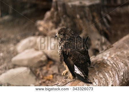 Birds Of Prey - Common Buzzard Buteo Buteo Sit On Wood In Zoo. The Buzzard. Brown Trees In The Backg
