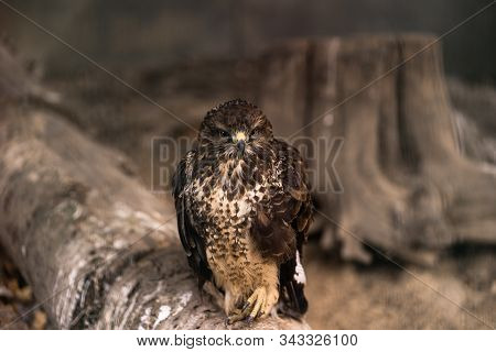 Birds Of Prey - Common Buzzard Buteo Buteo Sit On Wood In Zoo. The Buzzard. Brown Trees In The Backg