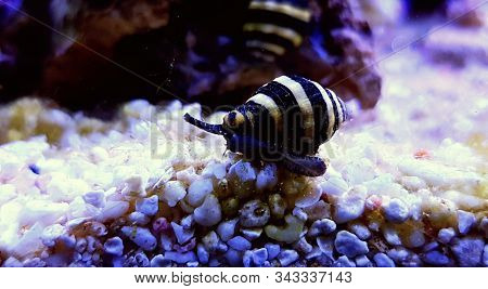 Bumble Bee Saltwater Reef Snail - ( Engina Sp. )