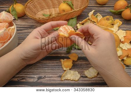 The Girls Hands Are Cleaning Tangerine, Tangerines On A Twig With Green Leaves, Peeled Tangerines In