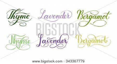 Vector Hand Written Set Of Herbs Isolated On White Background. Kitchen Healthy Herbs And Spices For 