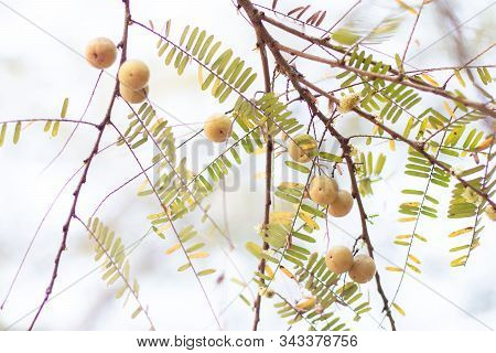 Phyllanthus Emblica On Branch Of Tree. It Is Rich Source Of Vitamin C.
