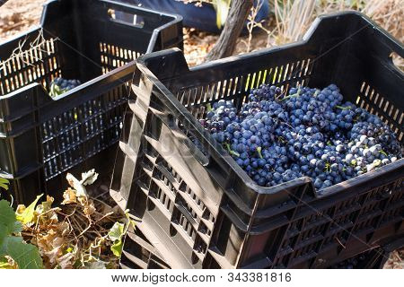 Vendemmia - Grape Harvest In A Vineyard