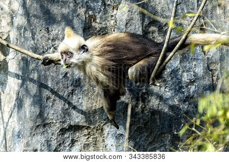 White-headed Black Langur