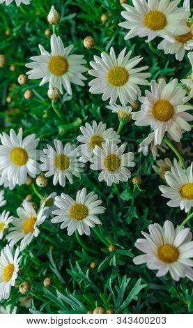 A Bouquet Of White Beautiful Garden Daisies.