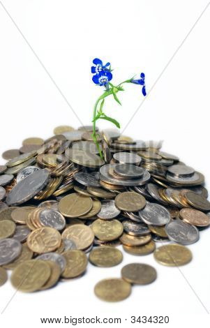 Soil Of Coins