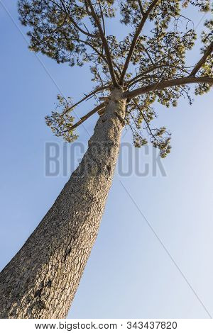Big Old Frican Pine. Treetop And Stem. Pines, Firs, Evergreen Trees. Cape Town, South Africa.