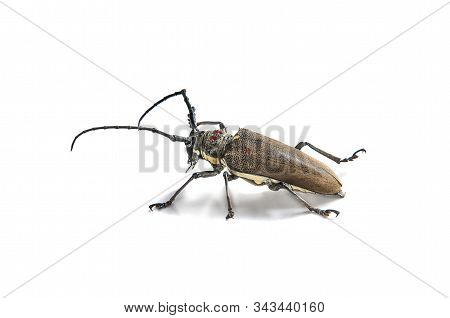 Tree Borer (batocera Rufomaculata) Isolated On A White Background