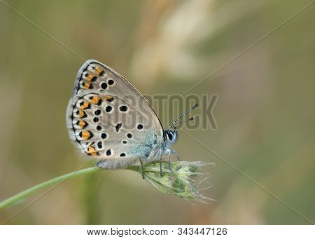 Freckled Little Blue Butterfly And Wildlife Photos