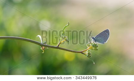 Freckled Little Blue Butterfly And Wildlife Photos