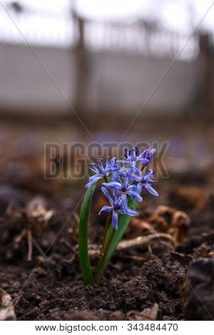 Bluebell Flowers In The Spring Garden Close Up. Background Is Brurred.