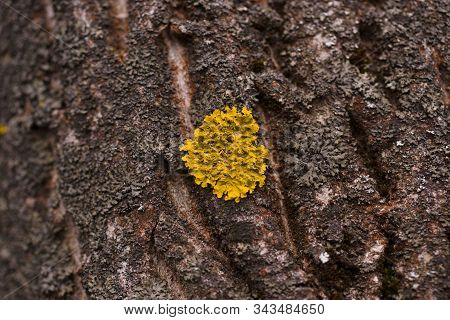 Green Moss On Walnut Bark Closeup. Stock Photo Of Walnut Tree Bark And Forest Green Moss.