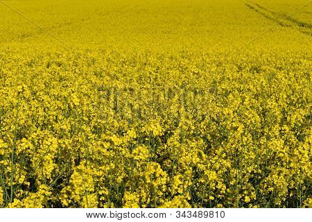 Field of rapeseed or canola flowers in Norfolk